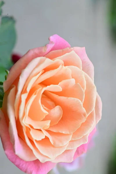 Красивый Нежный Цветок Розы Крупный План Летняя Концепция — стоковое фото