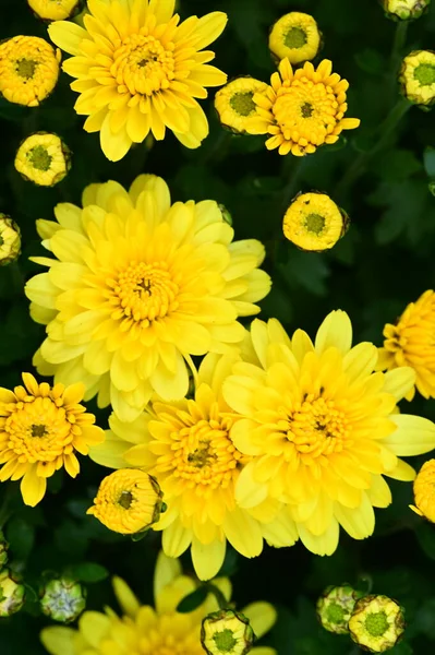 Vue Rapprochée Belles Fleurs Jaunes Dans Jardin — Photo