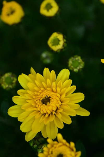 Vista Perto Belas Flores Amarelas Jardim — Fotografia de Stock