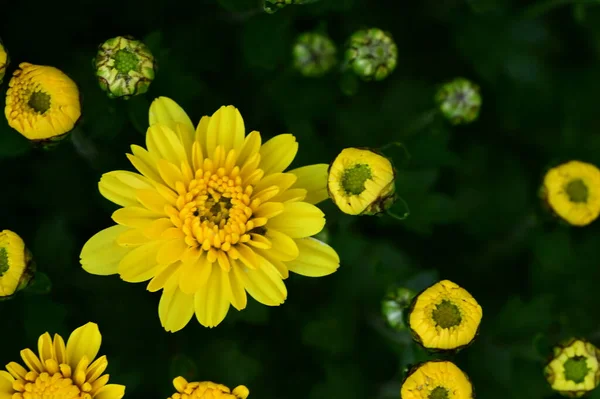 庭の美しい黄色の花を間近に見ることができます — ストック写真