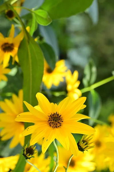 Close Zicht Mooie Gele Bloemen Tuin — Stockfoto