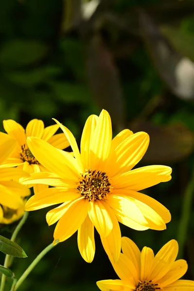 Close Zicht Mooie Gele Bloemen Tuin — Stockfoto