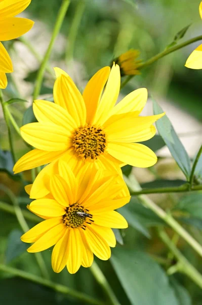 庭の美しい黄色の花に蜂が座っている様子を間近で見ることができます — ストック写真