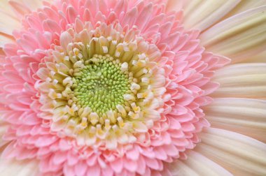 Güzel Gerbera çiçeğinin yakın görüntüsü, yaz konsepti