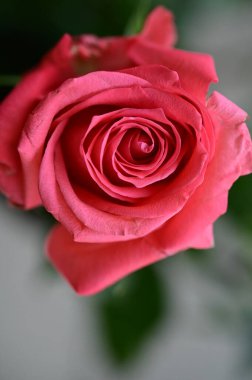 Güzel pembe gül çiçeği, yakın görüş, yaz konsepti.