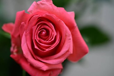 Güzel pembe gül çiçeği, yakın görüş, yaz konsepti.