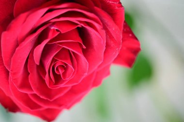 Güzel kırmızı gül çiçeği, yakın görüş, yaz konsepti