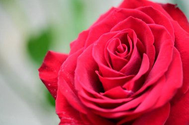 Güzel kırmızı gül çiçeği, yakın görüş, yaz konsepti