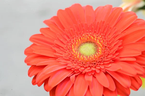 Vista Perto Bela Flor Gerbera Vermelha Conceito Verão — Fotografia de Stock