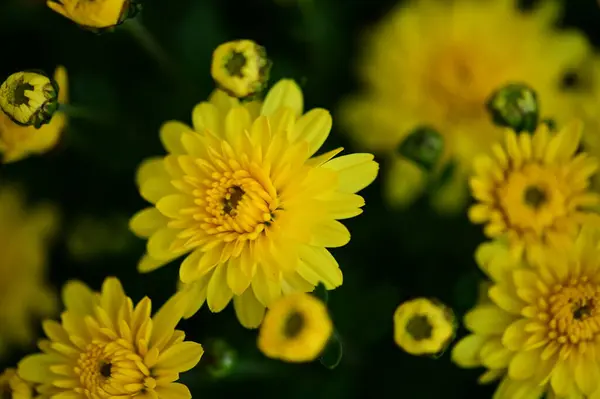 Vista Perto Belas Flores Amarelas Jardim — Fotografia de Stock