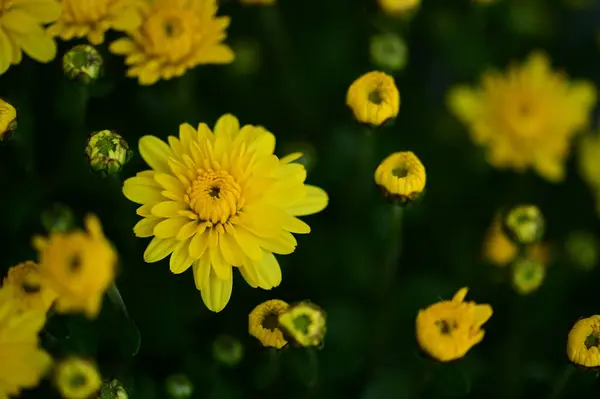 Vue Rapprochée Belles Fleurs Jaunes Dans Jardin — Photo