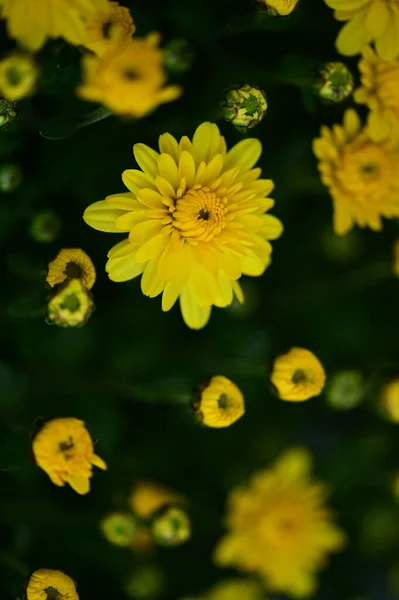 Vista Perto Belas Flores Amarelas Jardim — Fotografia de Stock