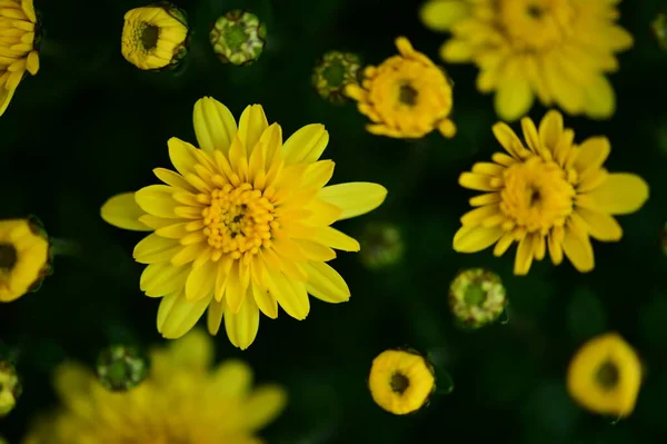 Vista Cerca Hermosas Flores Amarillas Jardín — Foto de Stock