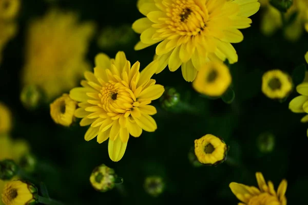 Vista Perto Belas Flores Amarelas Jardim — Fotografia de Stock