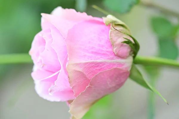 Vacker Rosa Ros Blomma Närbild Sommar Koncept — Stockfoto