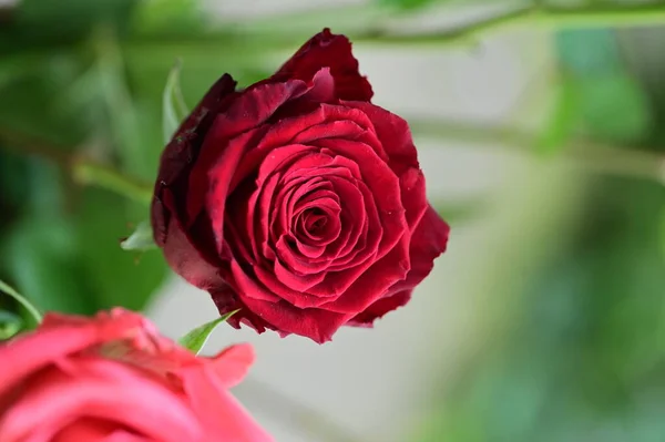 Belas Flores Rosas Vista Perto Conceito Verão — Fotografia de Stock