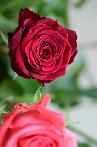 Krásné Růže Květiny Zblízka Pohled Letní Koncept — Stock fotografie