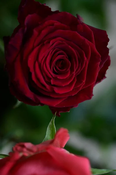 Krásné Růže Květiny Zblízka Pohled Letní Koncept — Stock fotografie