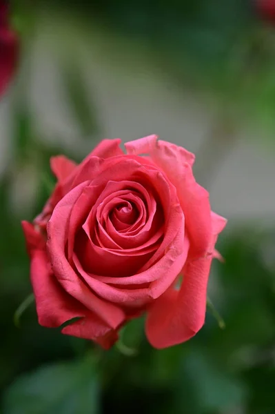 Vacker Rosa Ros Blomma Närbild Sommar Koncept — Stockfoto