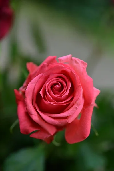 Krásná Růžová Růže Květina Zblízka Pohled Letní Koncept — Stock fotografie