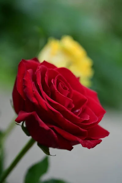 Bellissimi Fiori Rosa Vista Vicino Concetto Estivo — Foto Stock