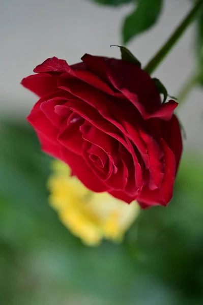 Hermosas Flores Rosas Vista Cerca Concepto Verano — Foto de Stock