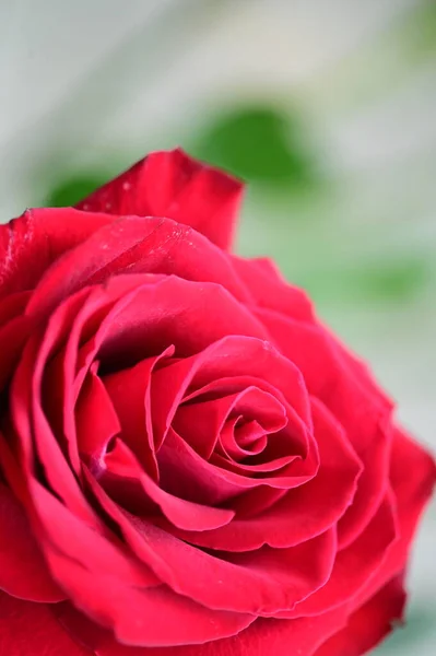 Krásná Červená Růže Květina Zblízka Pohled Letní Koncept — Stock fotografie