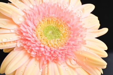 Siyah arka planda güzel narin Gerbera çiçeği