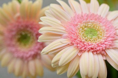 Buketteki güzel çiçekler, yakın çekim. 