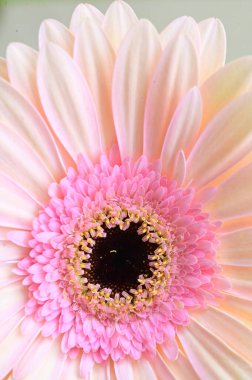 Güzel Gerbera çiçeği, yakın görüş, yaz konsepti.