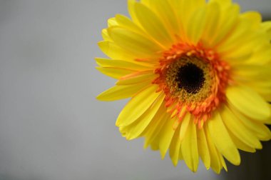 Güzel Gerbera çiçeği, yakın görüş, yaz konsepti.