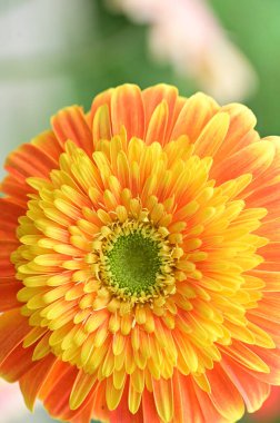 Güzel Gerbera çiçeği, yakın görüş, yaz konsepti.