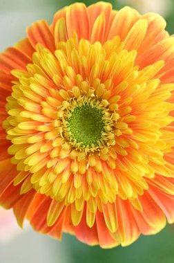 Güzel Gerbera çiçeği, yakın görüş, yaz konsepti.