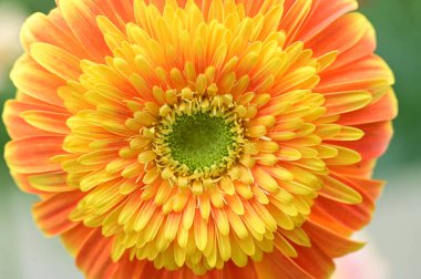 Güzel Gerbera çiçeği, yakın görüş, yaz konsepti.