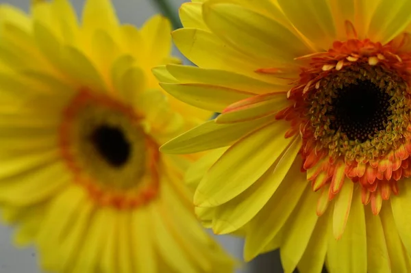 Vista Perto Belas Flores Gerbera Amarelo Jardim — Fotografia de Stock