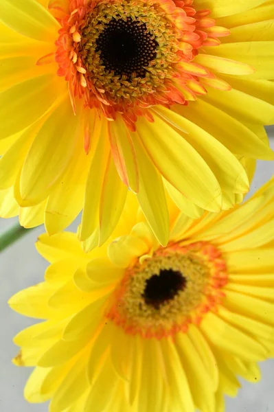 庭の美しい黄色のゲルベラの花を間近に見ることができます — ストック写真