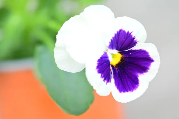 Primo Piano Colpo Fiori Bianchi Viola Sfondo Sfocato — Foto Stock