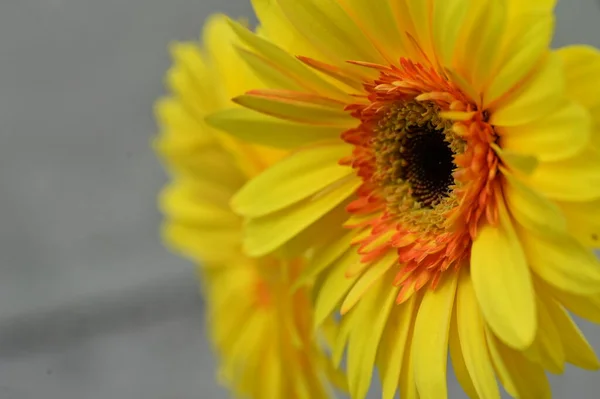 Bliska Widok Pięknych Żółtych Gerbera Kwiaty Ogrodzie — Zdjęcie stockowe