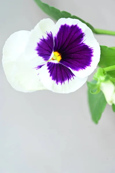 Primer Plano Plano Flores Blancas Moradas Sobre Fondo Borroso — Foto de Stock