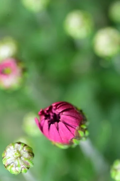 Vista Perto Belas Flores Rosa Conceito Verão — Fotografia de Stock