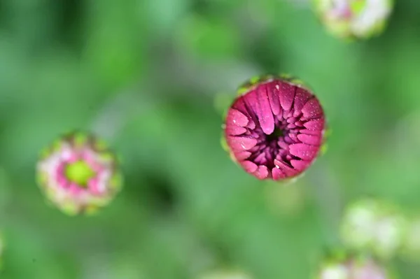 Vista Perto Belas Flores Rosa Conceito Verão — Fotografia de Stock