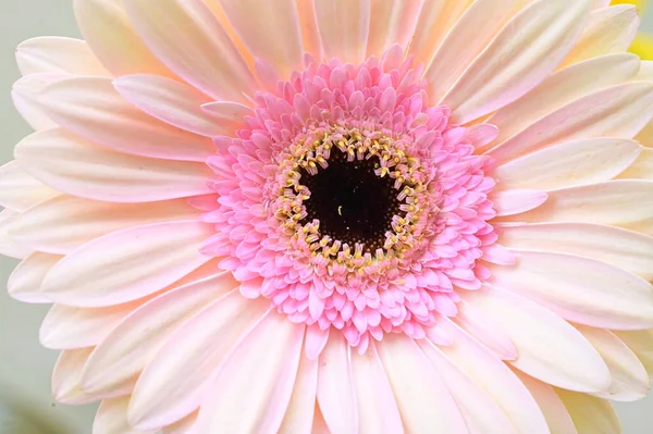 Красивый Цветок Герберы Крупный План Летняя Концепция — стоковое фото
