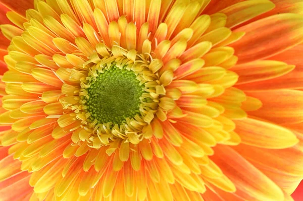 Красивый Цветок Герберы Крупный План Летняя Концепция — стоковое фото
