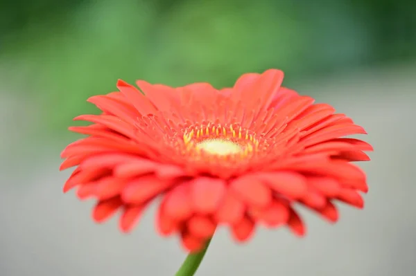 美しいガーベラの花を間近で見られる夏のコンセプト — ストック写真