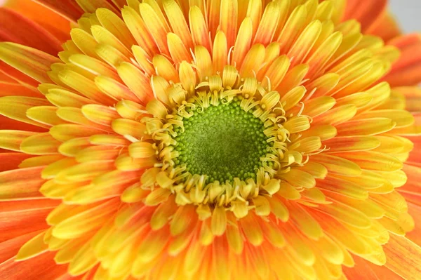 Krásná Gerbera Květina Zblízka Pohled Letní Koncept — Stock fotografie