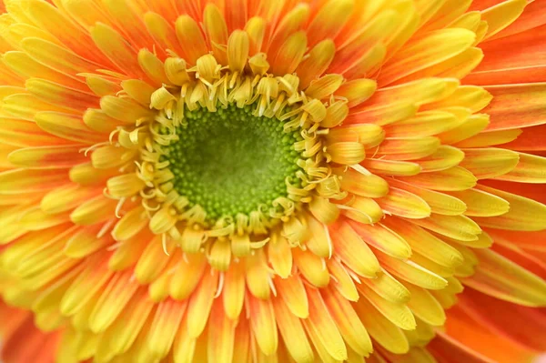 Beautiful Gerbera Flower Close View Summer Concept — Stock Photo, Image
