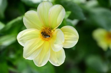 Bahçedeki güzel sarı çiçeklerin üzerinde oturan arı manzarasını kapat.