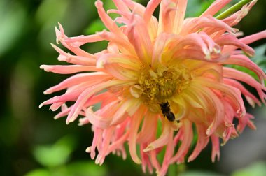 Arı güzel sarı ve pembe çiçeklerin üzerinde oturuyor, yakın görüş, yaz konsepti