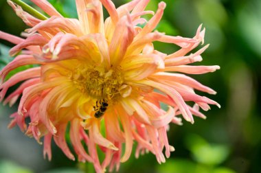 Arı güzel sarı ve pembe çiçeklerin üzerinde oturuyor, yakın görüş, yaz konsepti