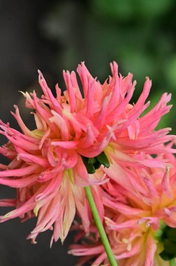 Bahçedeki güzel sarı ve pembe çiçeğin yakın görüntüsü.